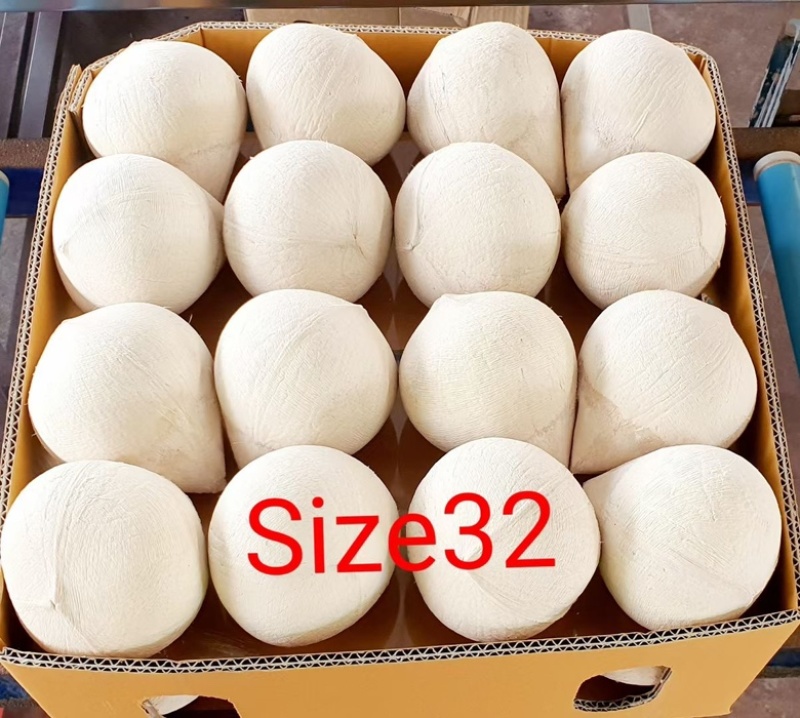 椰皇椰蛋，产地价2.9元/个，按柜发货