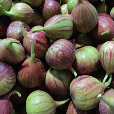 昆明基地常年大量批发新鲜无花果各种包装齐全欢迎洽谈！