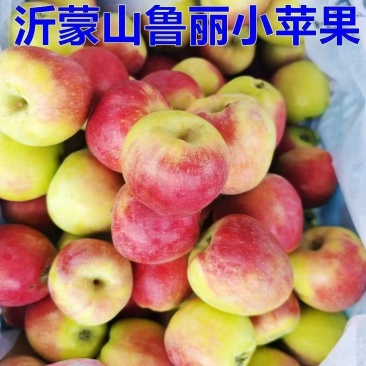 山东鲁丽苹果，一手货源，品质保证，可对接电商商超等，量大