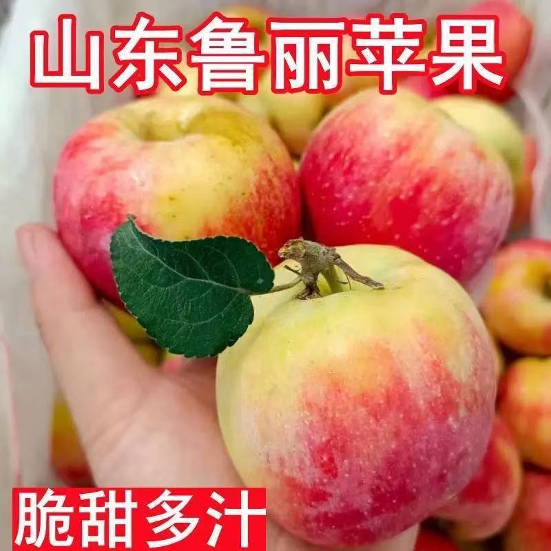 山东鲁丽苹果，一手货源，品质保证，可对接电商商超等，量大