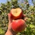 山东鲁丽苹果，一手货源，品质保证，可对接电商商超等，量大