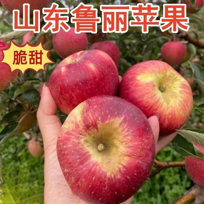 山东鲁丽苹果，一手货源，品质保证，可对接电商商超等，量大