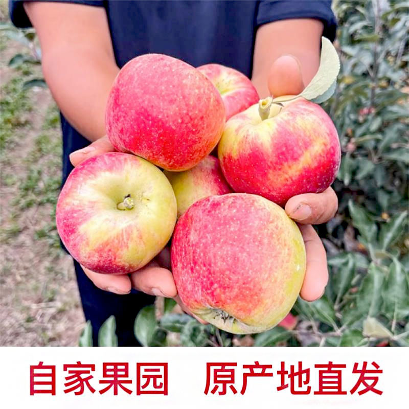 山东鲁丽苹果，一手货源，品质保证，可对接电商商超等，量大