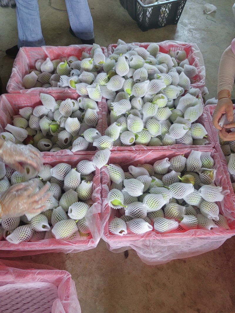云南波姬红无花果基地直销四季不断货
