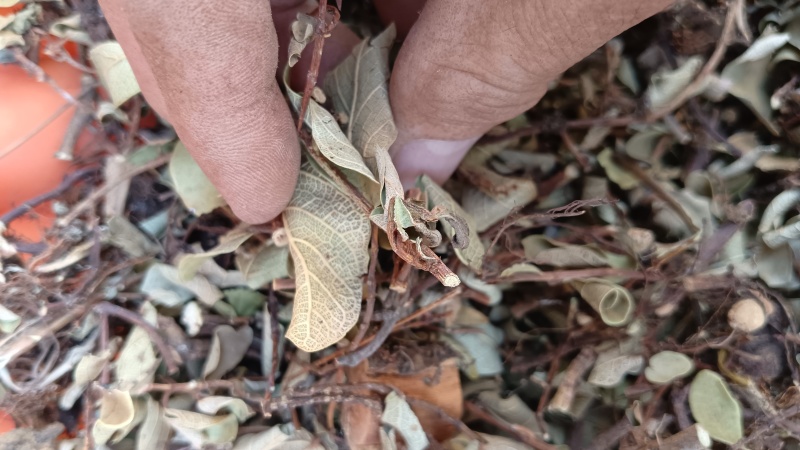 络石藤中药材干货无硫品质优可视频看货欢迎来电咨询