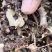 络石藤中药材干货无硫品质优可视频看货欢迎来电咨询