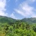 湖南桂东黄桃锦绣黄桃高山黄桃