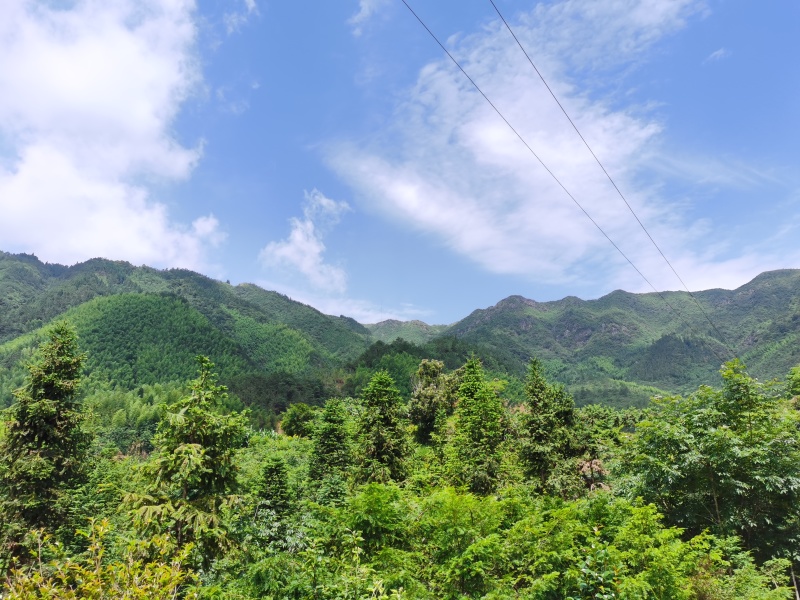 湖南桂东黄桃锦绣黄桃高山黄桃