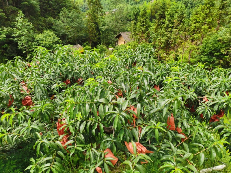 湖南桂东黄桃锦绣黄桃高山黄桃