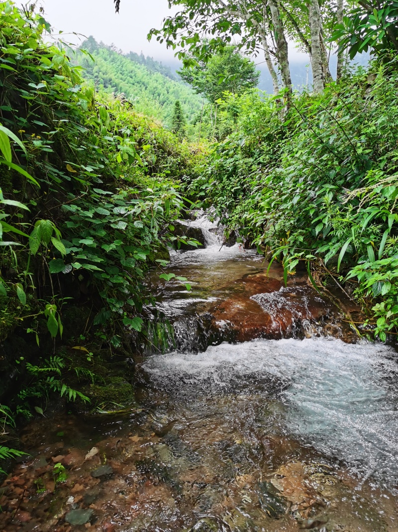 湖南桂东黄桃锦绣黄桃高山黄桃