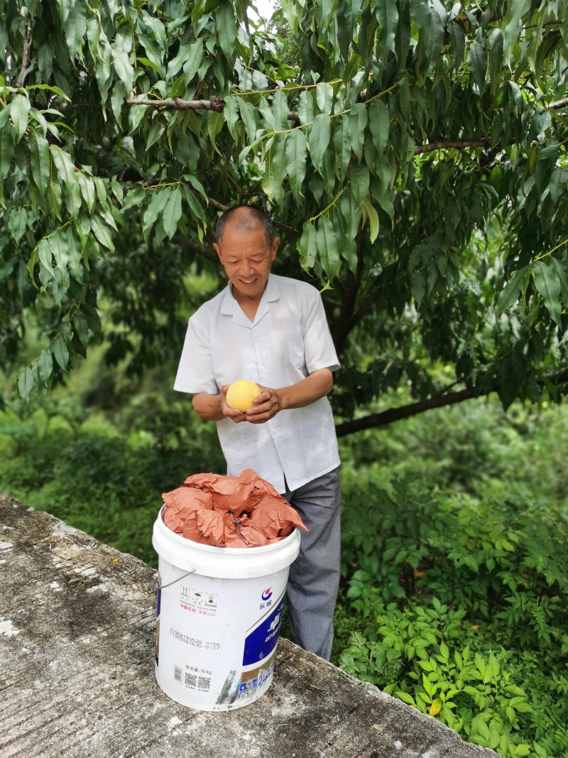 湖南桂东黄桃锦绣黄桃高山黄桃