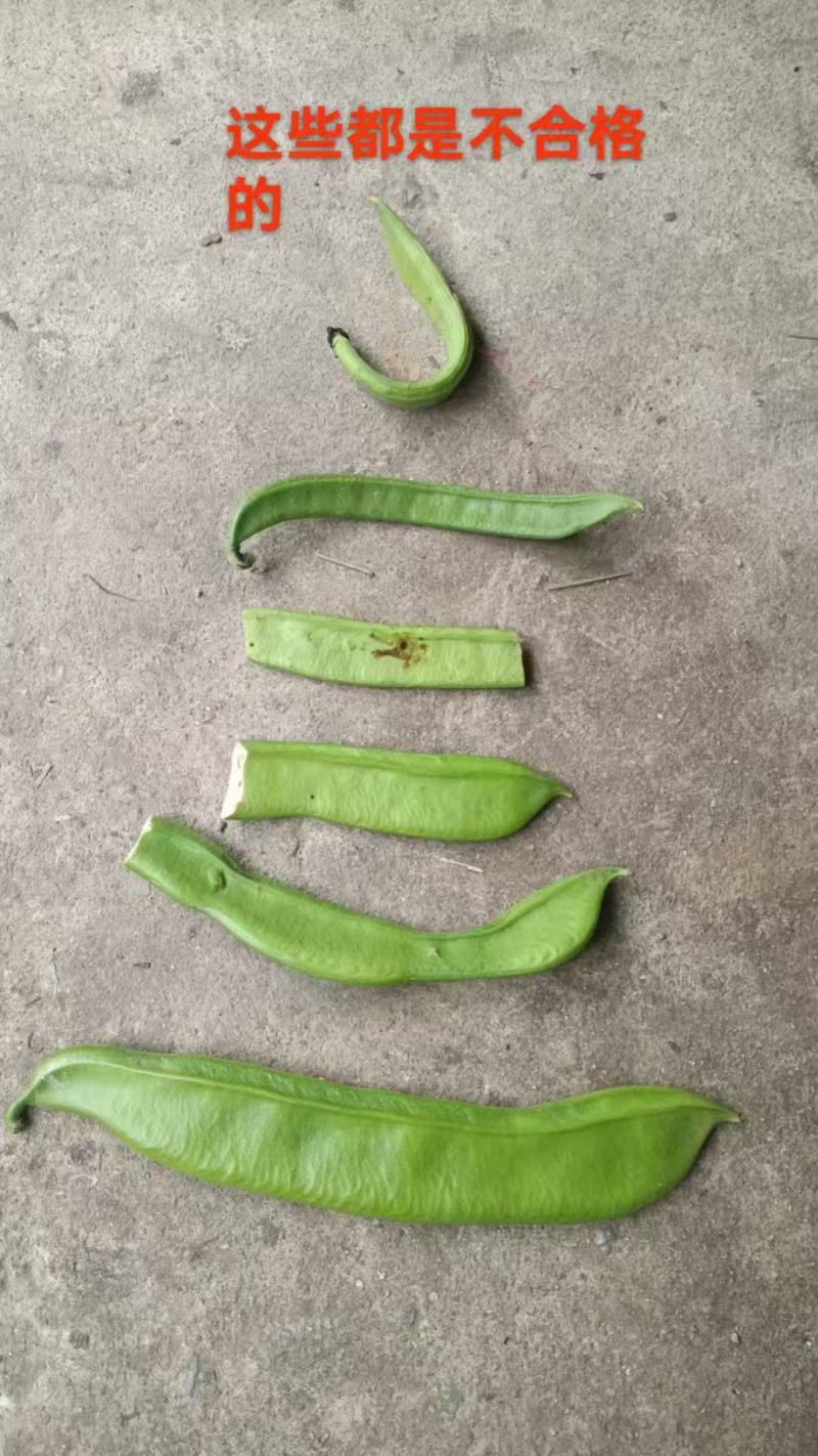 广西刀豆大量有货量大从优全国发货欢迎来电洽谈