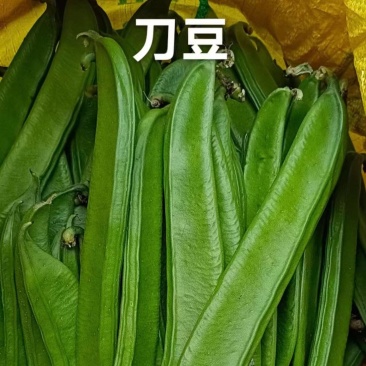 《精选》广西刀豆基地直发对接全国保质保量一条龙服务