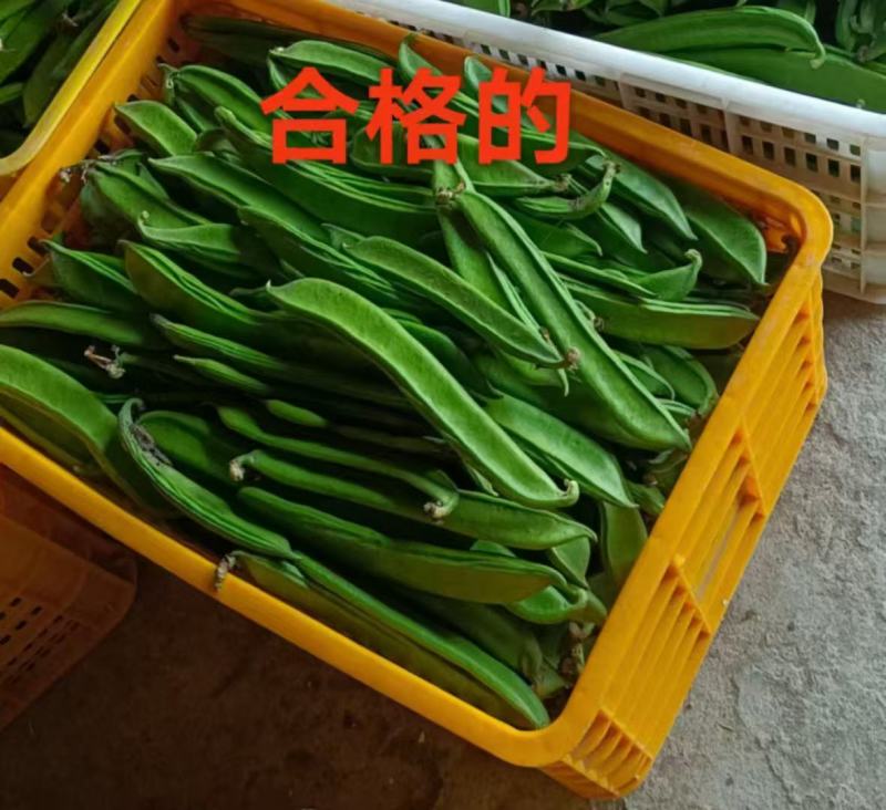 《精选》广西刀豆基地直发对接全国保质保量一条龙服务