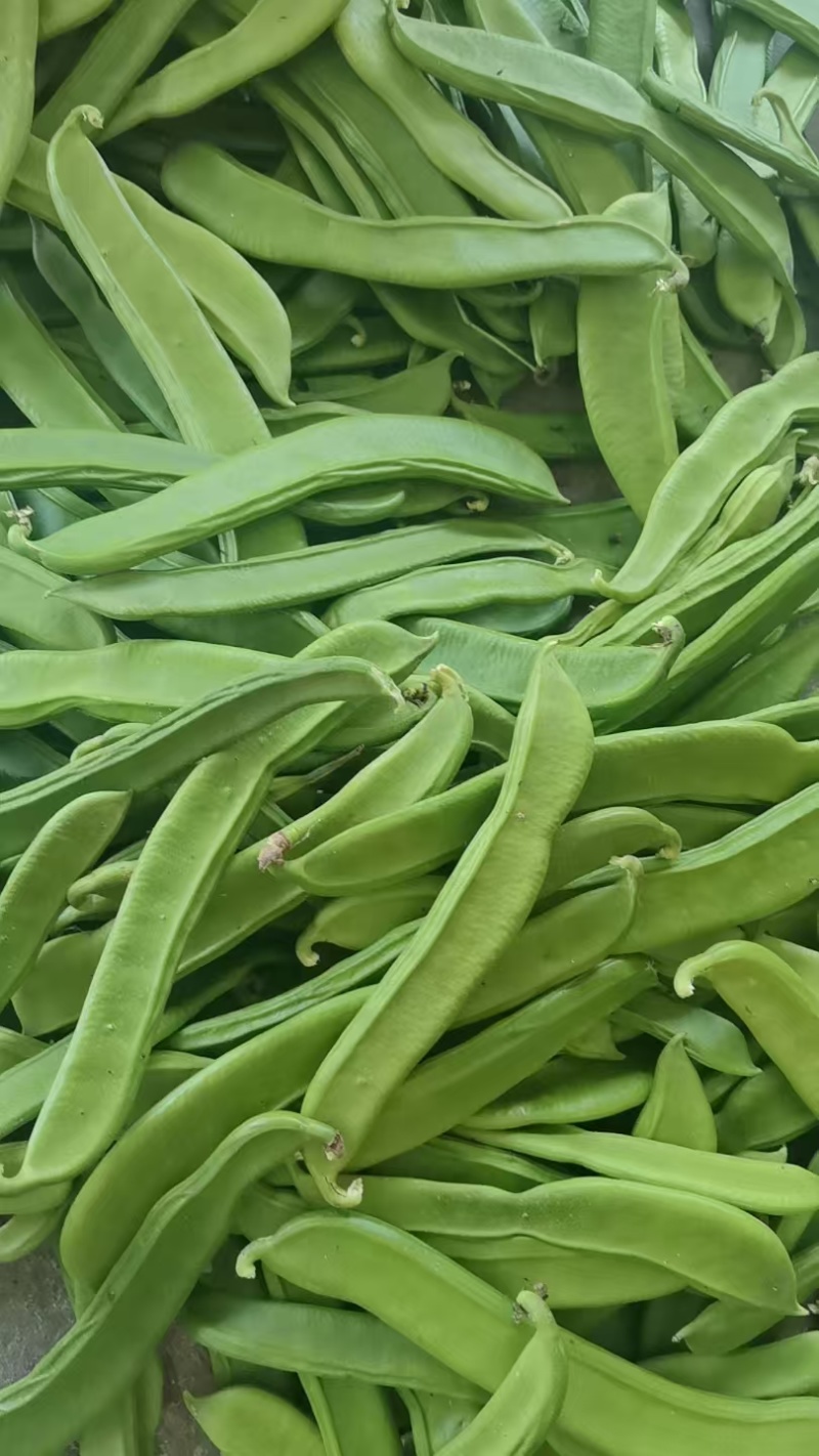 《精选》广西刀豆基地直发对接全国保质保量一条龙服务
