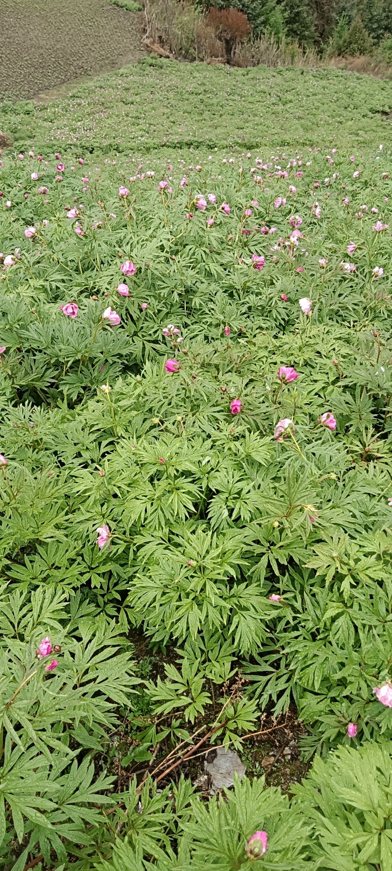 八年赤芍