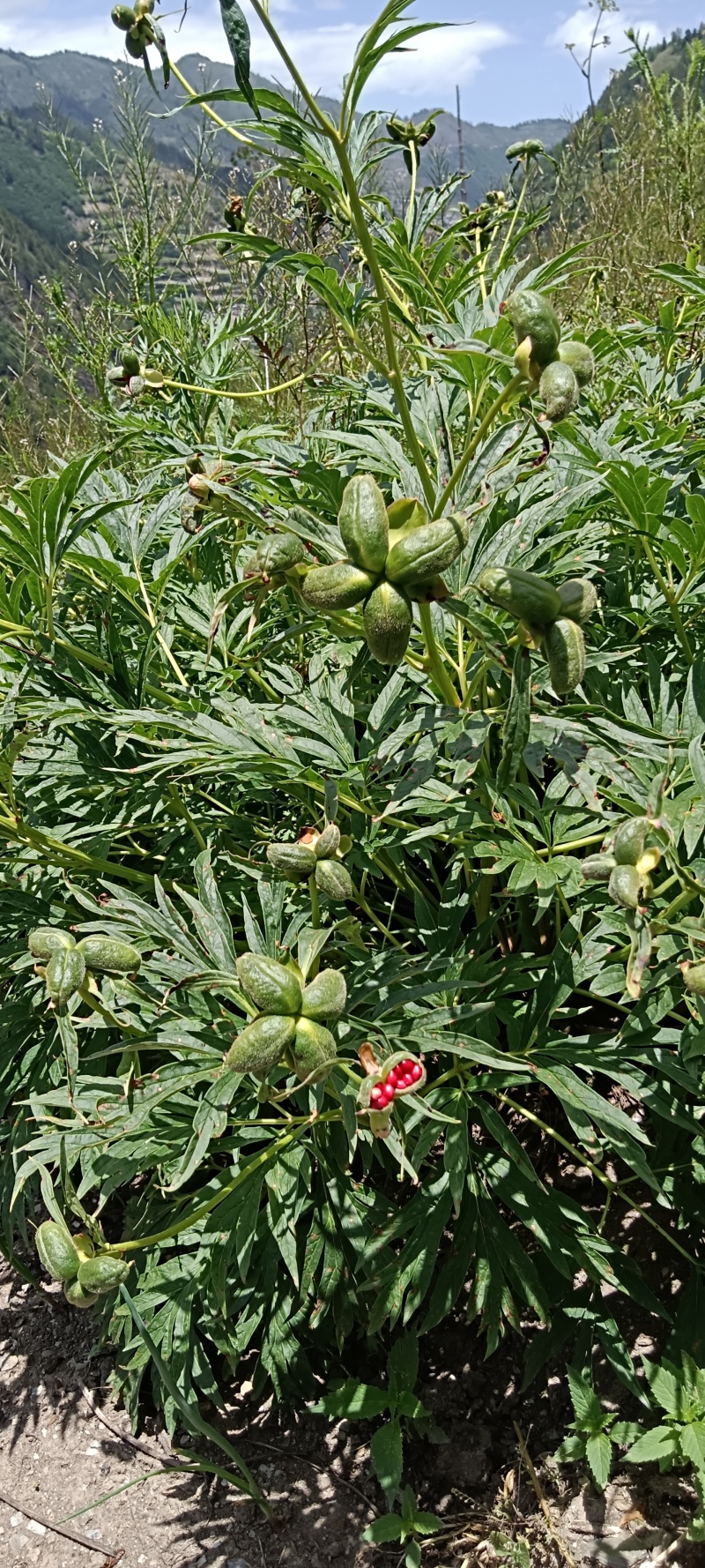 八年赤芍
