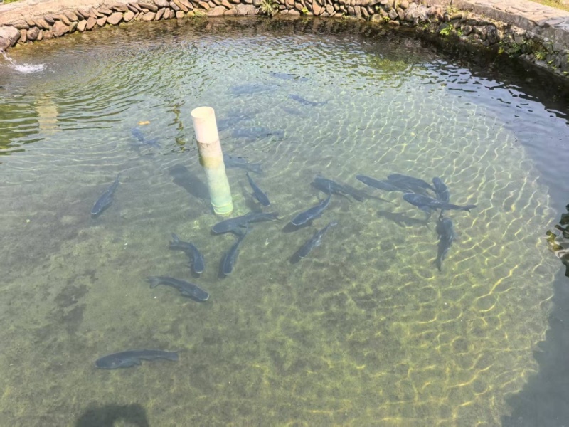 清水草鱼