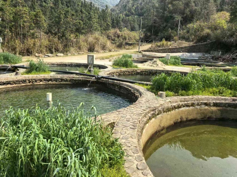 清水草鱼