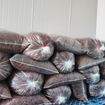 美洲大蠊药用级干品