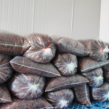 美洲大蠊药用级干品