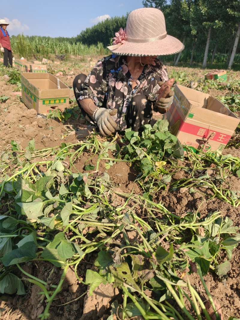 山东济宁本地烟薯25支持一件代发
