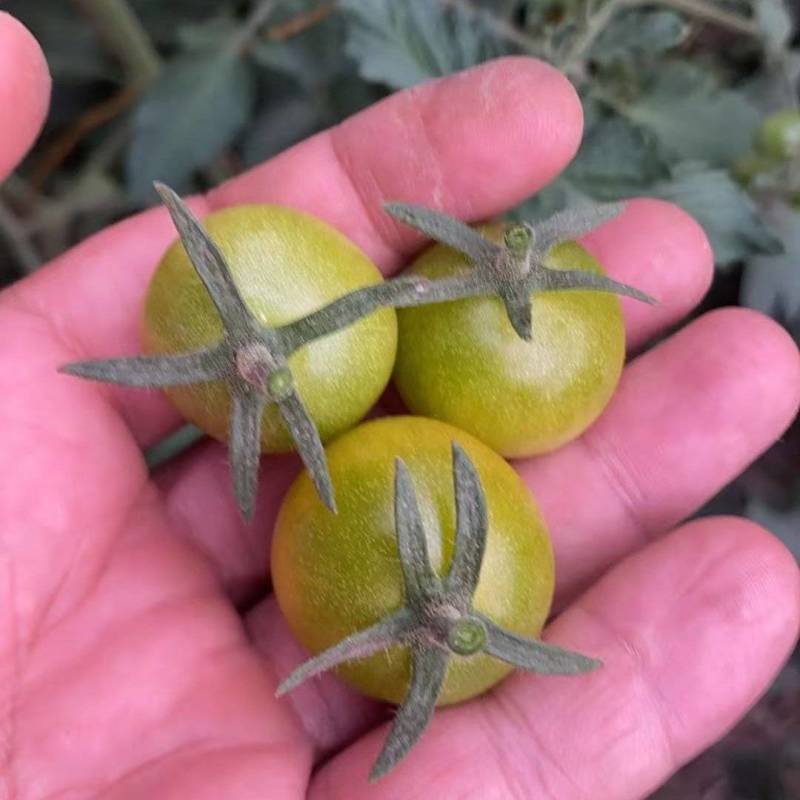 唐伯虎小番茄