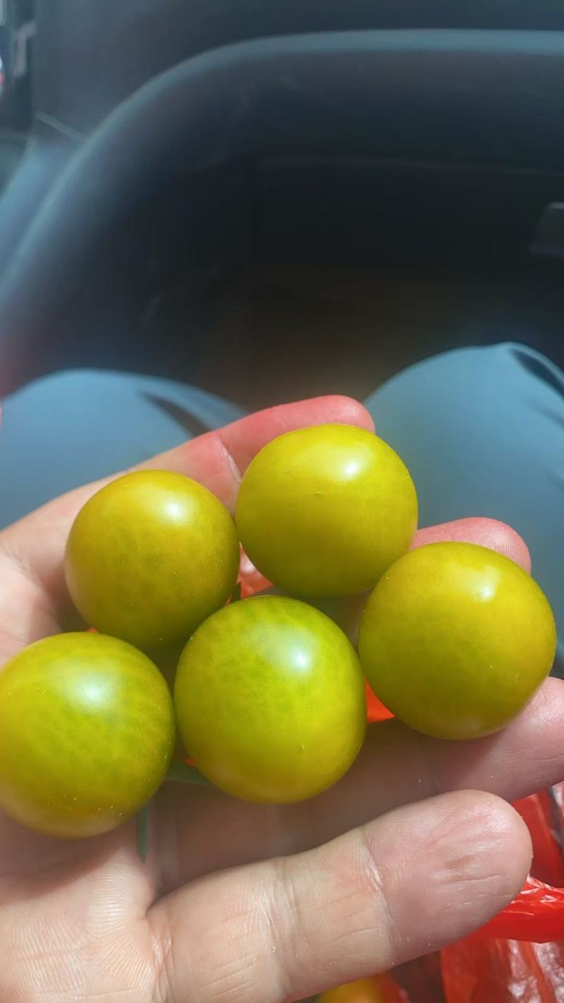 唐伯虎小番茄