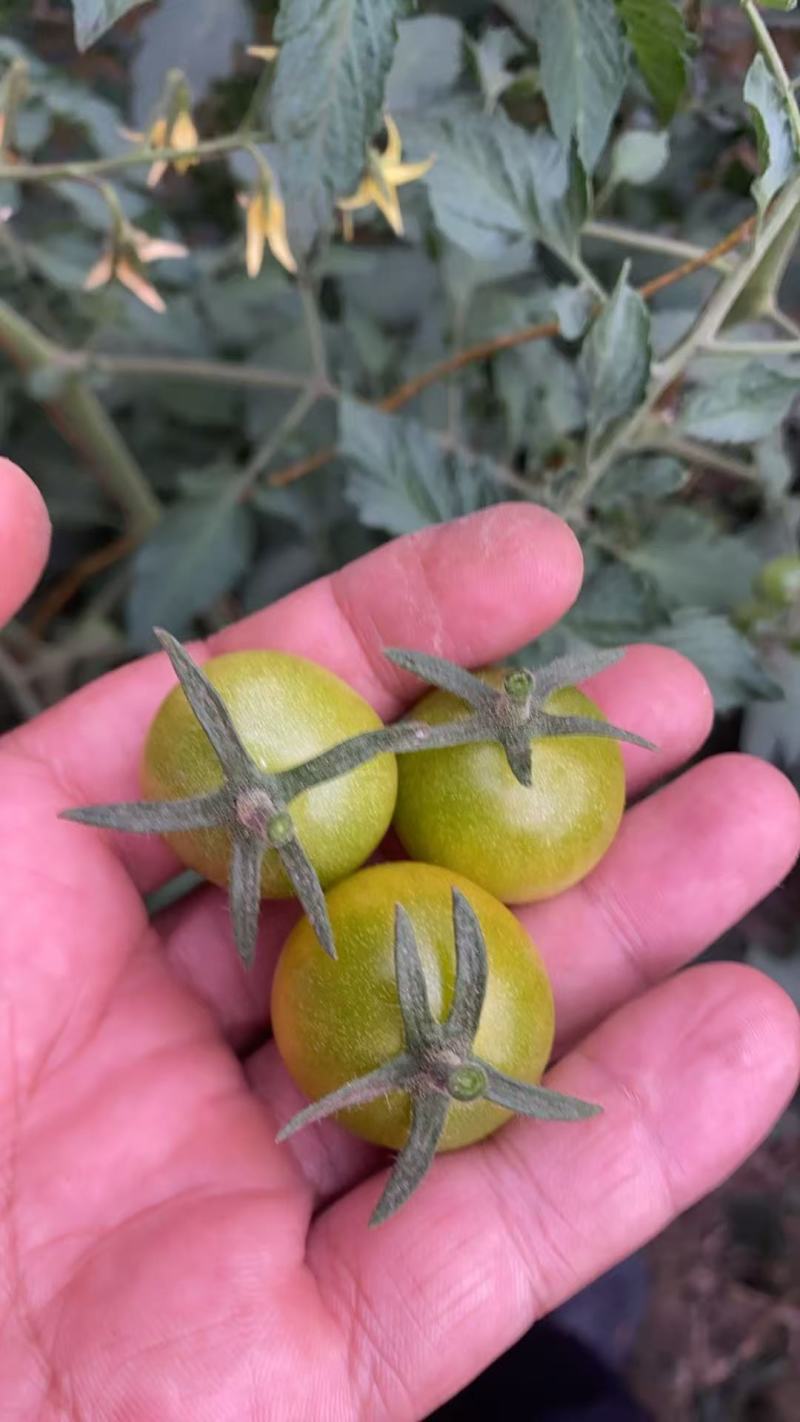 唐伯虎小番茄