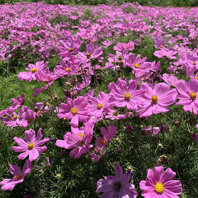 混合波斯菊批发