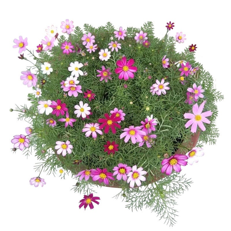 混合波斯菊批发