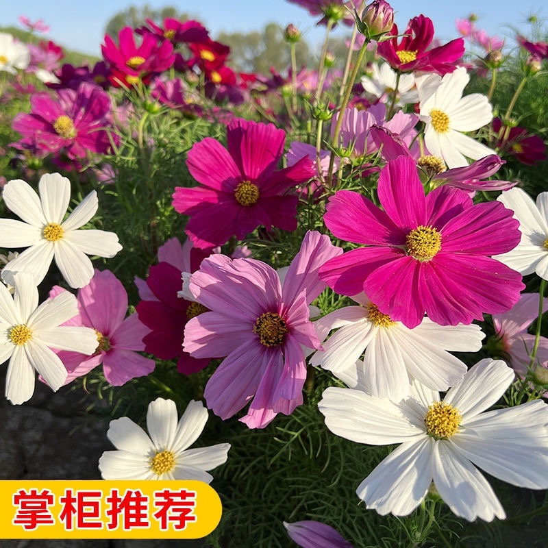 混合波斯菊批发
