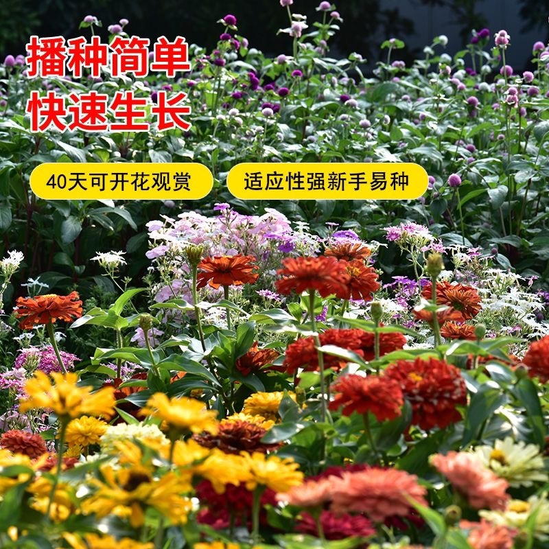 混合波斯菊批发