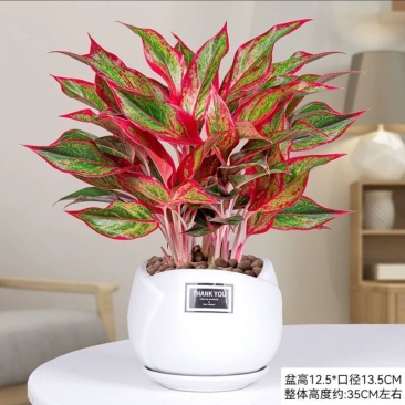 万年红盆栽花卉植物如意皇后观叶绿植四季室内好养净化空气年宵花