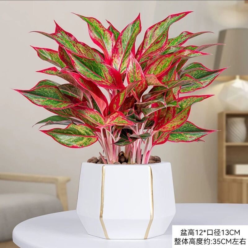 万年红盆栽花卉植物如意皇后观叶绿植四季室内好养净化空气年宵花