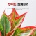 万年红盆栽花卉植物如意皇后观叶绿植四季室内好养净化空气年宵花