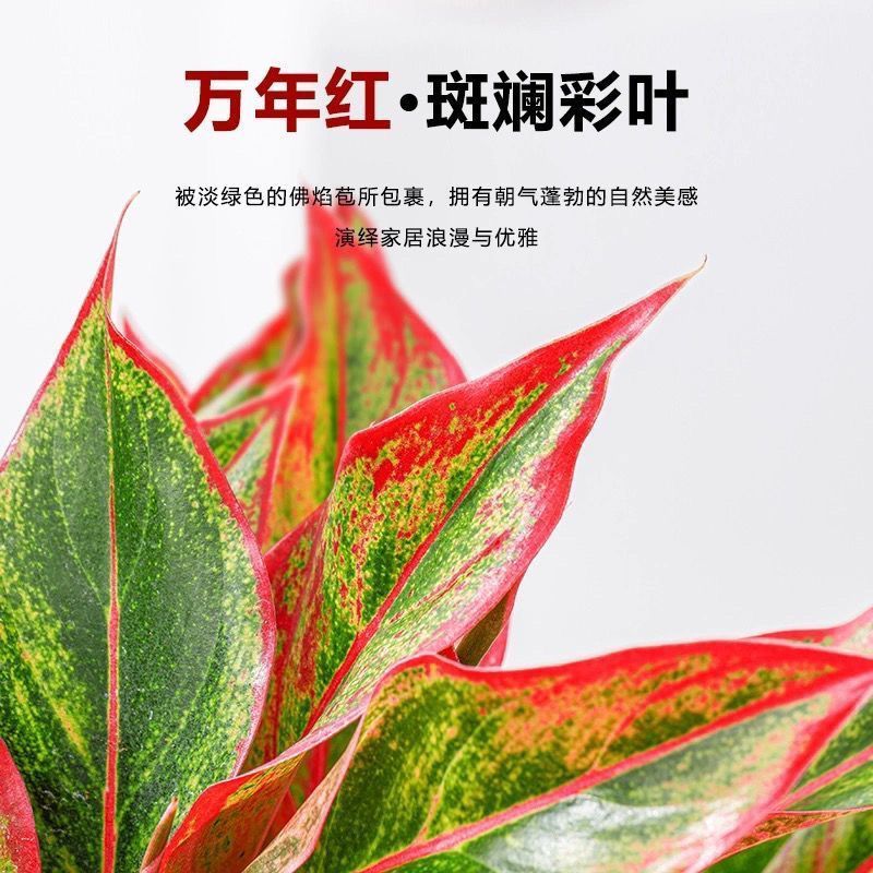 万年红盆栽花卉植物如意皇后观叶绿植四季室内好养净化空气年宵花