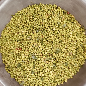 酸枣柏树果