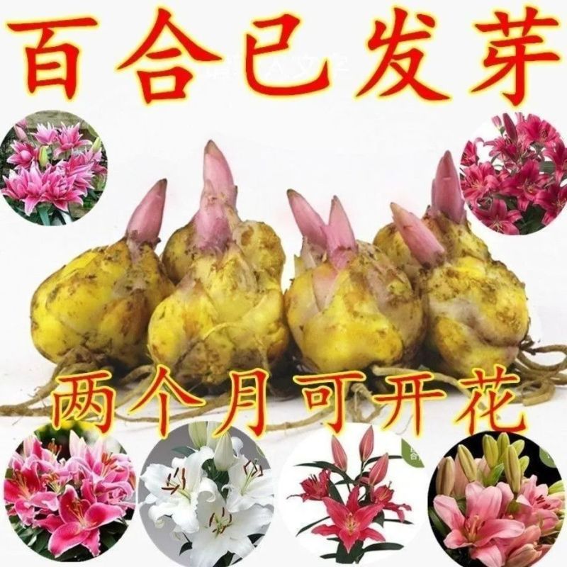 【种球栽好发货】香水百合耐寒重瓣百合盆栽阳台四季花多花苞浓香