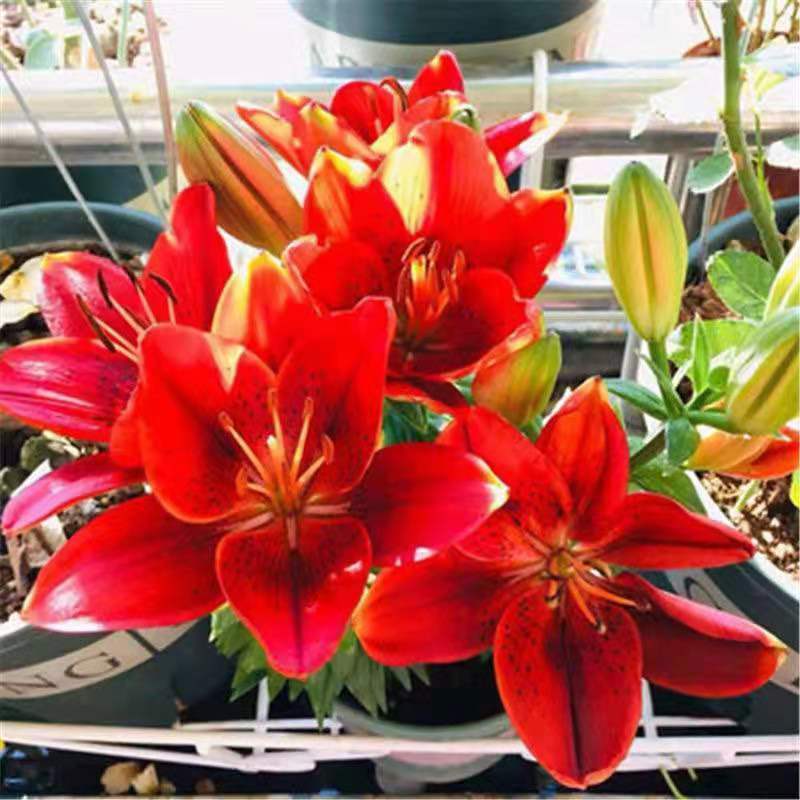 【种球栽好发货】香水百合耐寒重瓣百合盆栽阳台四季花多花苞浓香