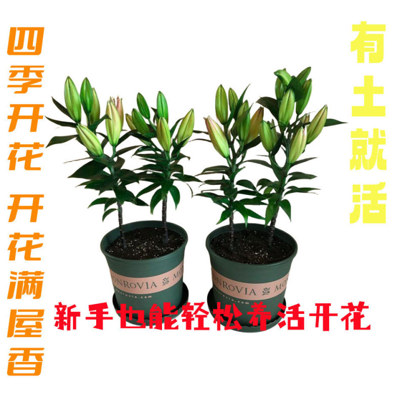 【种球栽好发货】香水百合耐寒重瓣百合盆栽阳台四季花多花苞浓香