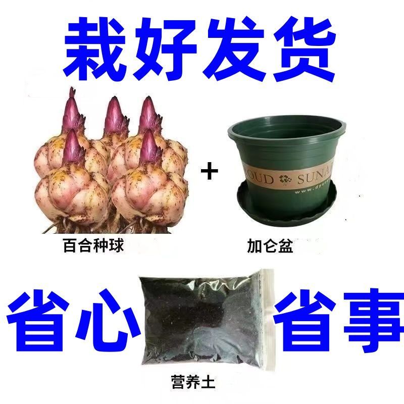 【种球栽好发货】香水百合耐寒重瓣百合盆栽阳台四季花多花苞浓香