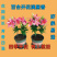 【种球栽好发货】香水百合耐寒重瓣百合盆栽阳台四季花多花苞浓香