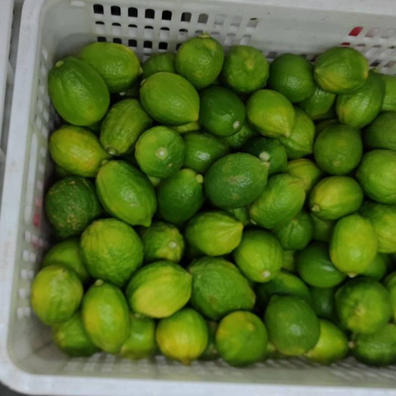 香水柠檬二级果