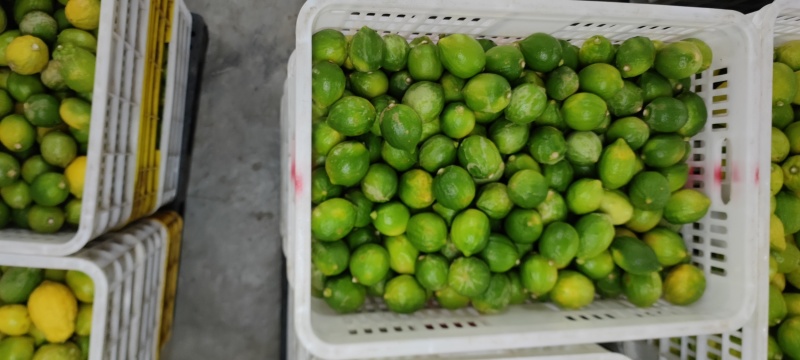 香水柠檬二级果