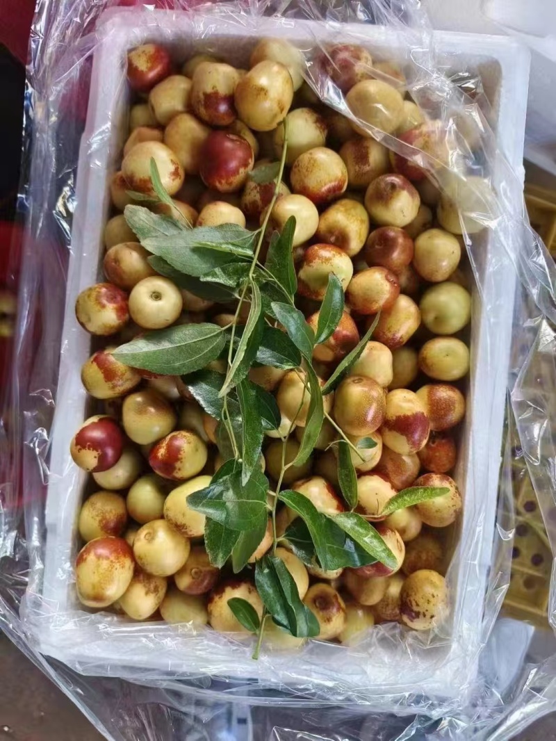 冬枣，优选鲜枣，冬枣，对接各大电商平台一件代发团购