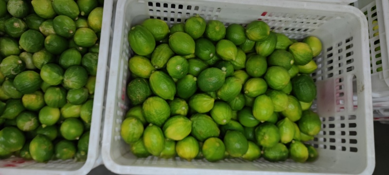广东香水柠檬