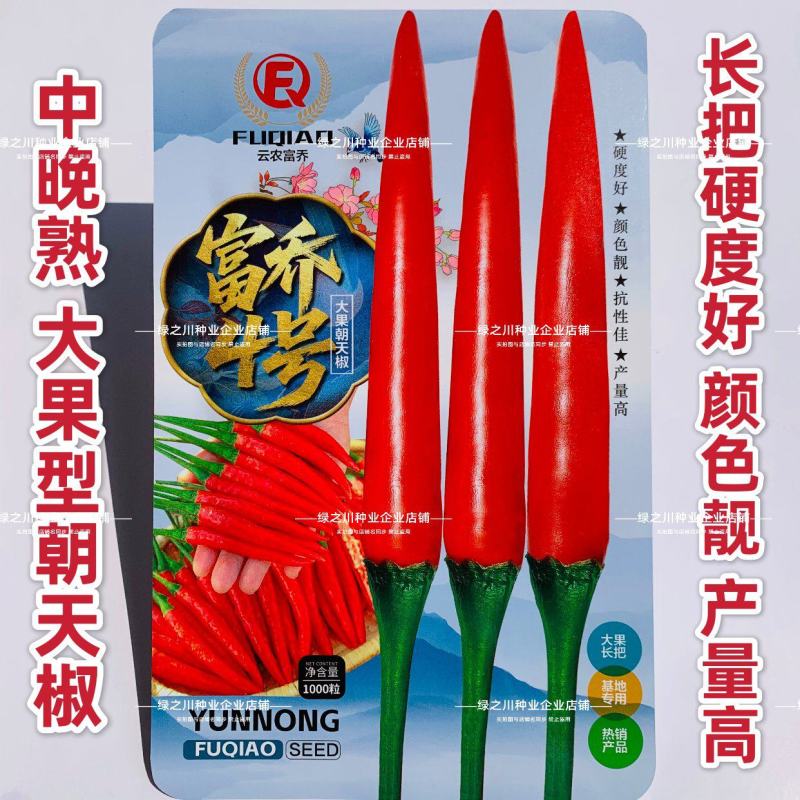 富乔4号辣椒种子大果朝天椒种子大号泰国朝天椒种籽中晚熟