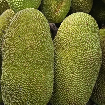菠萝蜜