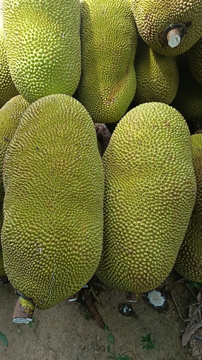 菠萝蜜